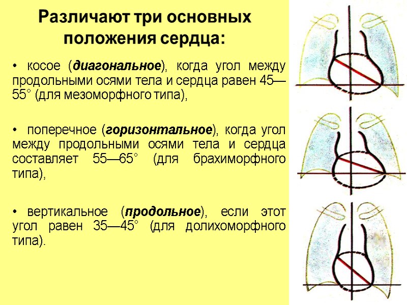 Различают три основных положения сердца:   косое (диагональное), когда угол между продольными осями